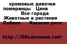 кремовые девочки померанцы › Цена ­ 30 000 - Все города Животные и растения » Собаки   . Хакасия респ.